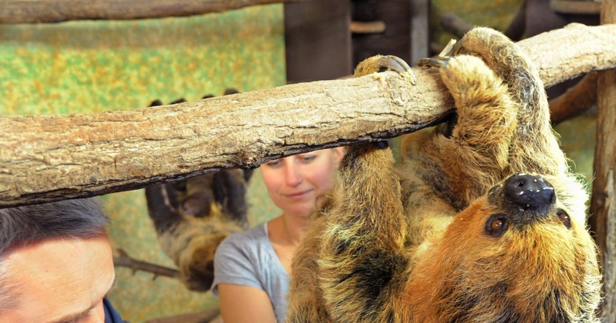 Uginula Je Paula Najstariji Poznati Ljenivac Na Svijetu Imala Je