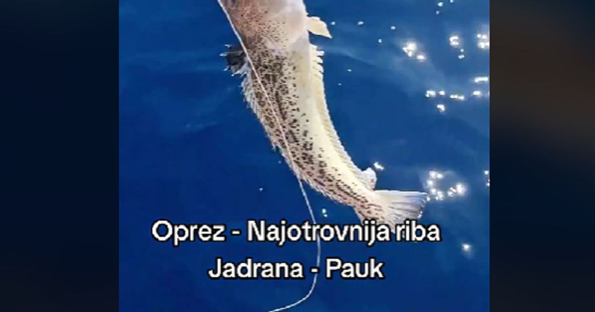 Video Ribar Ulovio Najotrovniju Ribu Jadrana Ako Ubode Slijede Sati