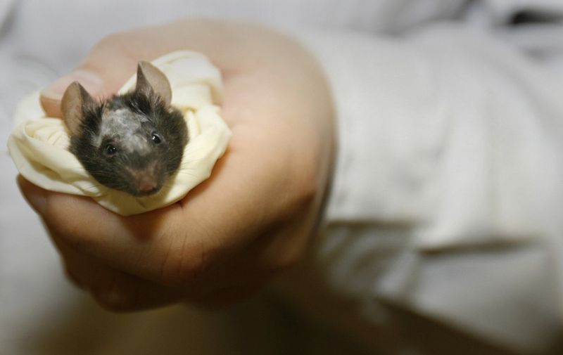A labatory technician holds a lab mouse before operating on it as part of a stem cell research programme at the National Institute of Biological Sciences in Zhongguancun Science Park in Beijing 26 May 2006. Zhongguancun has China's highest concentration of scientific and technological institutions and corporations dubbed China's 'Silicon Valley' as China's high-tech industries gather pace. 
AFP PHOTO/Peter PARKS. (Photo by PETER PARKS / AFP)