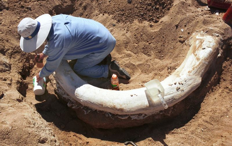 COLORADO-JULY 16: Rita Ervn , a volunteer with the Denver Museum of Nature &amp; Science, removes dirt from around a 50,000 year old mammoth tusk July 17, 2002. The tusk was found when a piece of grading equipmet snaged the tusk and the driver called science experts from the Denver Museum of Nature &amp; Science.   Tom Cooper/Getty Images/AFP (Photo by THOMAS COOPER / GETTY IMAGES NORTH AMERICA / Getty Images via AFP)