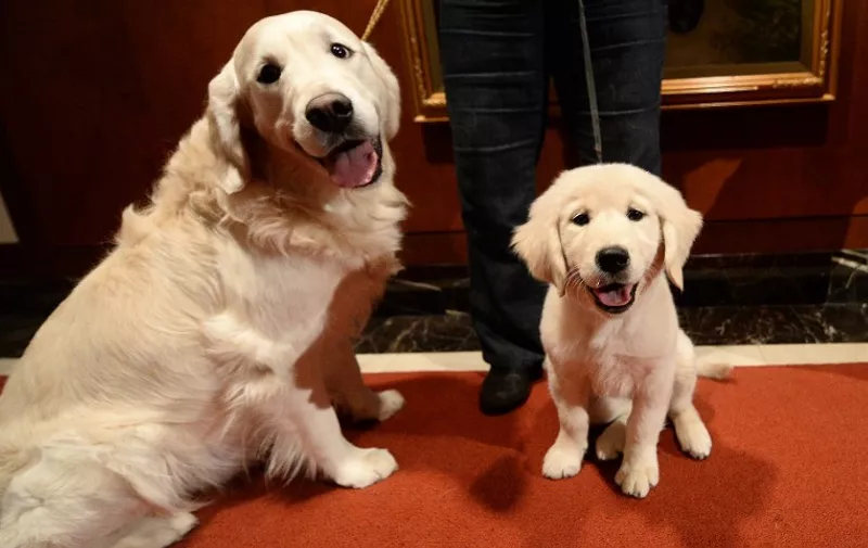A puppy and adult Golden Retriever pose as the 2013 most popular dog breeds in the US are unveiled to the press at the American Kennel Club in New York on January 31, 2014. The top most popular breeds are in order Labrador Retriever, German Shepherd, Golden Retriever, Beagle and Bulldog, including French Bulldog.     AFP PHOTO/Emmanuel Dunand / AFP PHOTO / EMMANUEL DUNAND