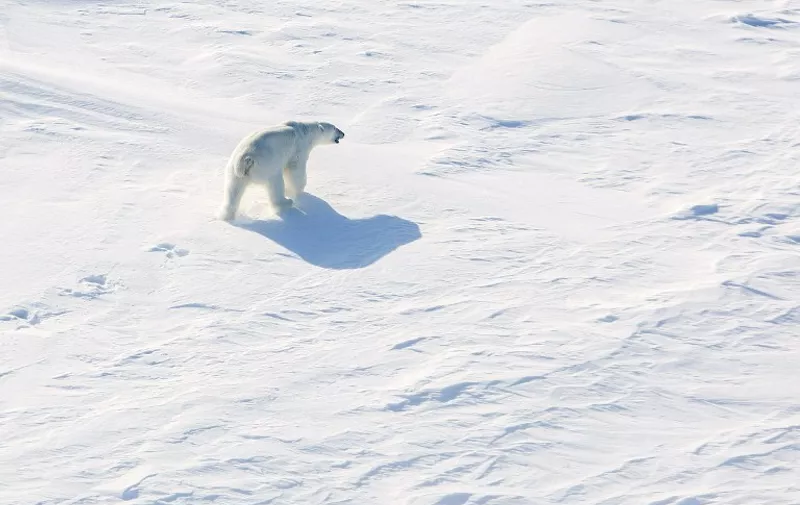 This picture taken on April 21, 2015 from a helicopter shows a polar bear on ice, in the Arctic, near the North Pole.  AFP PHOTO / NTB SCANPIX / Tore Meek /  NORWAY OUT / AFP / NTB SCANPIX / TORE MEEK