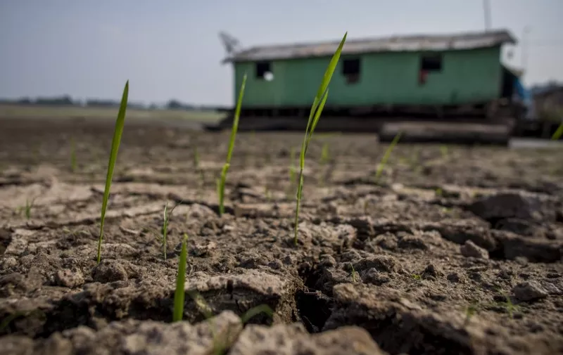 (FILES) This file photo taken on October 23, 2015 shows plants growing in the cracked soil following drought on the bed of the Aleixo Lake, in the rural area of Manaus, Amazonas, Brazil. 
When future generations write the history of humanity's faltering quest to repair Earth's climate system, 2015 will have its own chapter. Whether the Paris Agreement, inked on December 12, is the key to our salvation or too-little-too-late depends on what happens starting now, a wide range of experts and activists told AFP. / AFP / RAPHAEL ALVES