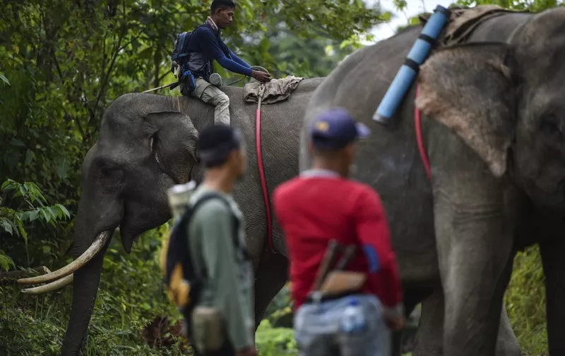 A mahout prepares his elephant before a wildlife monitoring patrol in the Ulu Masen ecosystem forest in Pidie district in Aceh province on January 11, 2020.  (Photo by CHAIDEER MAHYUDDIN / AFP)