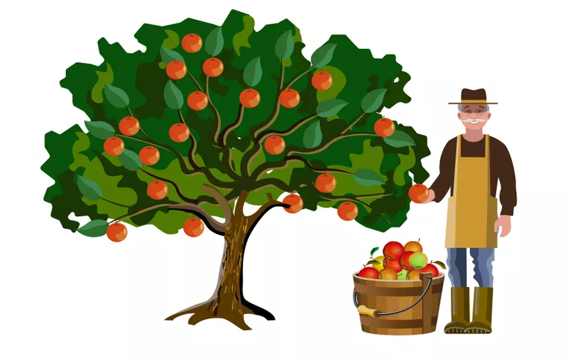 Caucasian old man farmer picking off apples from the tree. Vector illustration isolated on white background