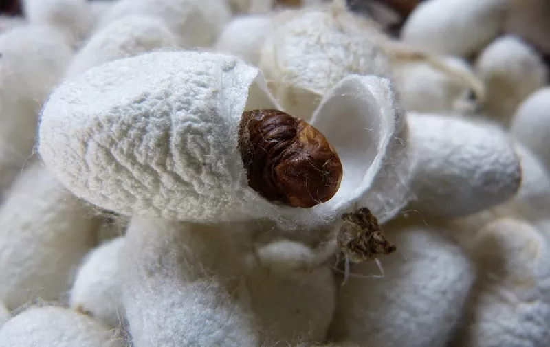 Fiber Cocoon Silkworm White Silk Sliced Brown