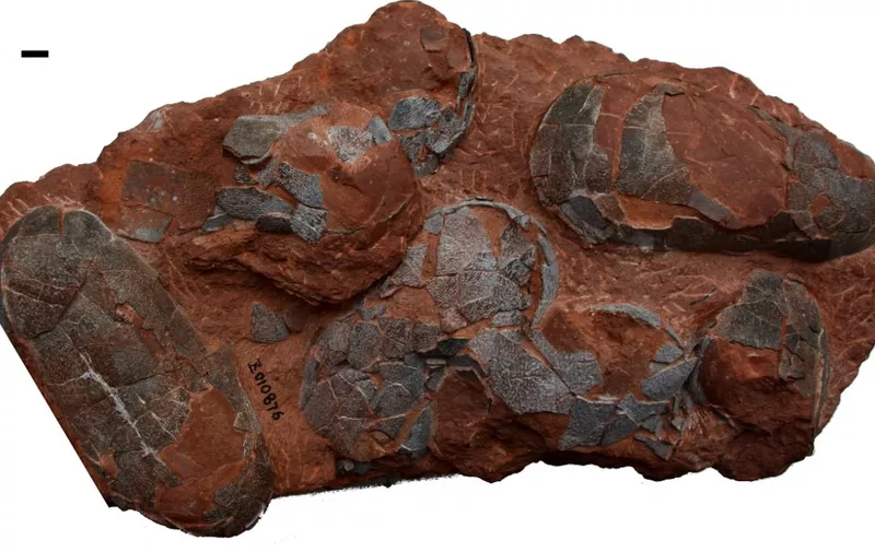 This handout image received on June 28, 2017 from The University of Lyon shows detail on an Oviraptorosaur dinosaurs clutch of eggs from the Upper Cretaceous period, recovered from Jiangxi in China. - Feathered dinos that walked on two legs and had parrot-like beaks, shared another characteristic with modern birds -- they brooded clutches of eggs at a temperature similar to chickens, a study showed on June 28, 2017.Ostrich-sized oviraptors, ancestor of birds, sat on their eggs to incubate them at between 35-40 degrees Celsius (95-104 degrees Fahrenheit) -- within the range of 37.5 Celsius for hens today, researchers reported in the journal Palaeontology.
A team from China and France isolated oxygen isotopes from the shells and embryo bones of seven oviraptor eggs from the Upper Cretaceous period some 100-66 million years ago. (Photo by Romain Amiot / UNIVERSITY OF LYON / AFP) / RESTRICTED TO EDITORIAL USE - MANDATORY CREDIT "AFP PHOTO / UNIVERSITY OF LYON / ROMAIN AMIOT" - NO MARKETING NO ADVERTISING CAMPAIGNS - DISTRIBUTED AS A SERVICE TO CLIENTS