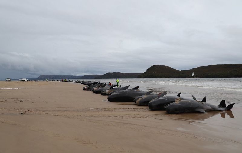Tasmania state wildlife services personnel check the carcasses of pilot whales, numbering nearly 200, after they were found beached the previous day on Macquarie Heads on the west coast of Tasmania, on September 23, 2022. Almost 200 whales have perished at an exposed, surf-swept beach on the rugged west coast of Tasmania, where Australian rescuers were only able to save a few dozen survivors on September 22. (Photo by Glenn NICHOLLS / AFP)