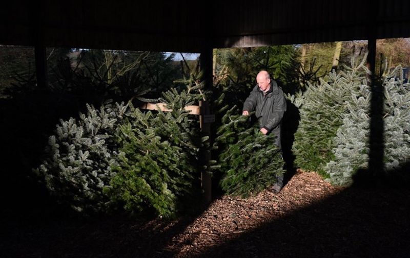 An employee of Clayton Fold Christmas Tree Farm inspects Norway Spruce and Nordmann Fir trees as they are prepared for sale during the Christmas period on his farm in the Peak District National Park in Cheshire, north west England, on December 3, 2014. AFP PHOTO / OLI SCARFF (Photo by OLI SCARFF / AFP)