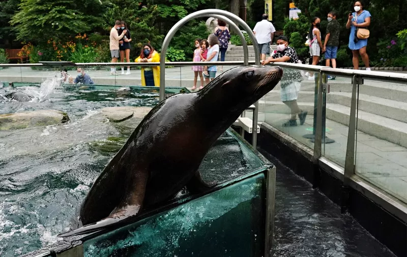 NEW YORK, NEW YORK - JULY 24: A sea lion poses for visitors at Central Park Zoo as New York City zoos reopen during Phase 4 of re-opening following restrictions imposed to slow the spread of coronavirus on July 24, 2020 in New York City. The fourth phase allows outdoor arts and entertainment, sporting events without fans and media production.   Cindy Ord/Getty Images/AFP (Photo by Cindy Ord / GETTY IMAGES NORTH AMERICA / Getty Images via AFP)