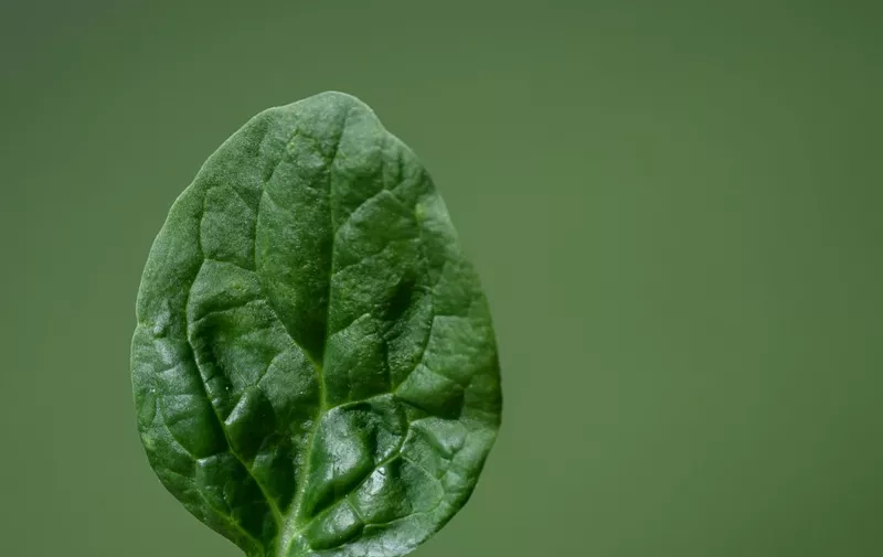 This picture shows a spinach lead grown in a field on a farm in La Planche, western France on August 30, 2023. (Photo by LOIC VENANCE / AFP)