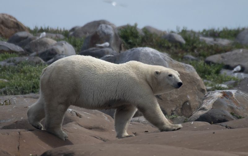 A female polar bear walks between rocks to find something to eat along the shoreline of the Hudson Bay near Churchill on August 5, 2022. (Photo by Olivier MORIN / AFP)