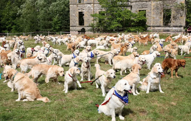 Golden Retriever dogs which gathered at Guisachan Estate in the Highlands of Scotland where the dogs were first bread in 1868. It was a record number of Golden Retrievers gathered in one place at the same time as there were 361 dogs attending
150th Anniversary of the Golden Retriever, Guisachan Estate, Scotland, UK - 19 Jul 2018,Image: 378546976, License: Rights-managed, Restrictions: , Model Release: no