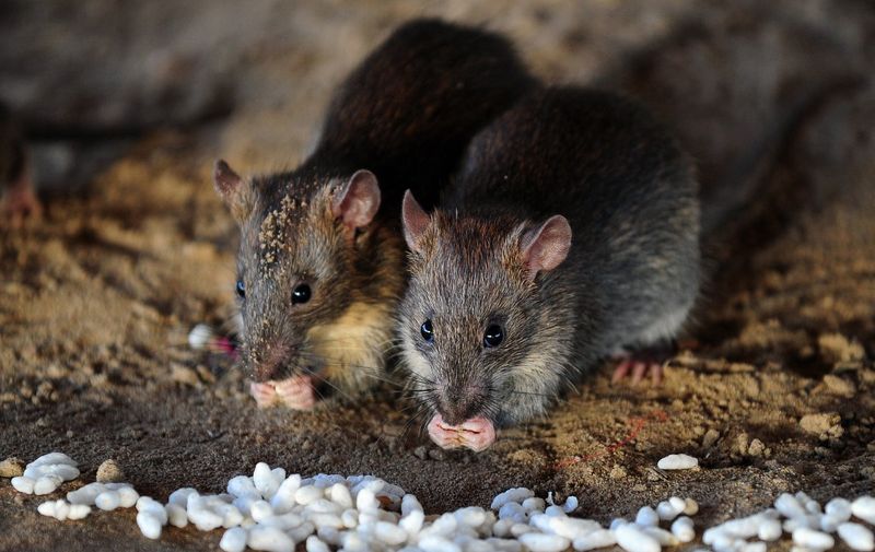 Rats eat grains of puffed rice in Allahabad on July 28, 2015. AFP PHOTO/ SANJAY KANOJIA (Photo by Sanjay Kanojia / AFP)