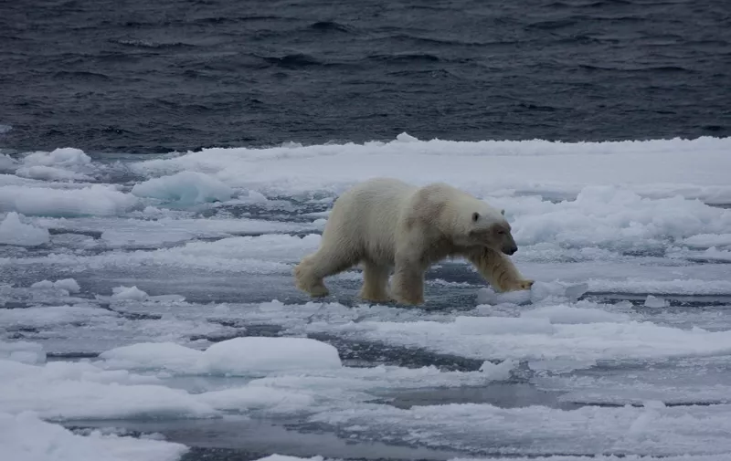Polarni medvjedi su gladni