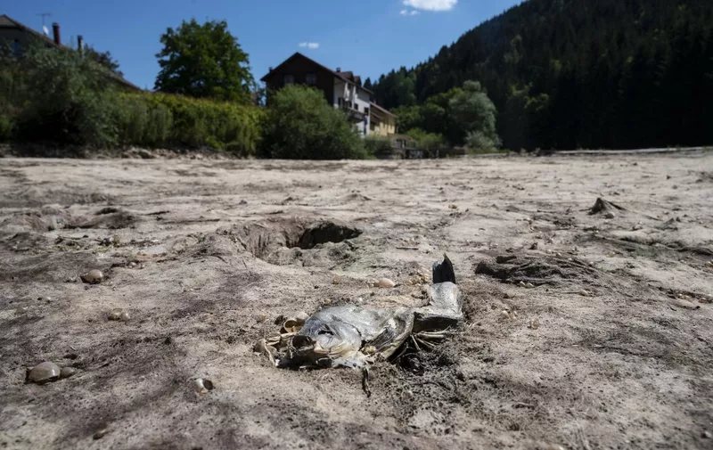 (FILES) In this file photo taken on July 31, 2020 A picture taken on July 31, 2020 in Maisons-du-Bois-Lievremont, eastern France, shows a dead fish in the dry Doubs river as a heat wave hits France. - Earth is hotter than it has been in 125,000 years, but deadly heatwaves, storms and floods amplified by global warming could be but a foretaste as planet-heating fossil fuels put a "liveable" future at risk.o concludes the UN Intergovernmental Panel on Climate Change (IPCC), which has started a week-long meeting to distill six landmark reports totalling 10,000 pages prepared by more than 1,000 scientists over the last six years. (Photo by SEBASTIEN BOZON / AFP)