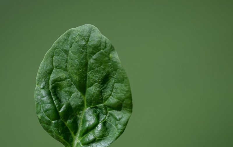 This picture shows a spinach lead grown in a field on a farm in La Planche, western France on August 30, 2023. (Photo by LOIC VENANCE / AFP)