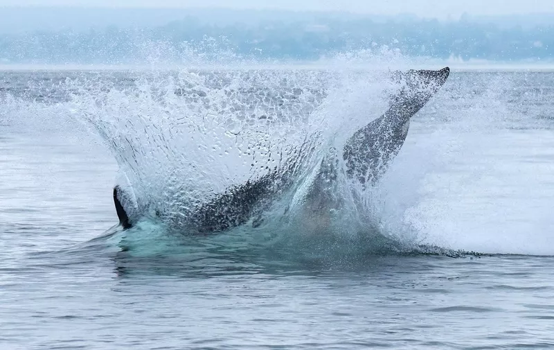Killer Whale breaching from the sea
Breaching killer whale, USA - 08 Sep 2017
*Full story: https://www.rexfeatures.com/nanolink/ueyu
A huge six tonne killer whale looks like it is gliding effortlessly across the water's surface. The 24 foot mammal looks elegant as it soars through the air, almost hovering above the water before coming down with a splash. Wildlife tour operator Ken Rea took the amazing photographs of what he calls the killer whale's 'happy dance' off the coast of San Juan Island, near Seattle in Washington, USA. Mr Rea revealed the whale had just killed a seal when it launched itself into the air. The 57-year-old said he still gets excited when he sees the huge whales leaping from the water despite witnessing it for years.,Image: 378188449, License: Rights-managed, Restrictions: , Model Release: no, Credit line: Profimedia