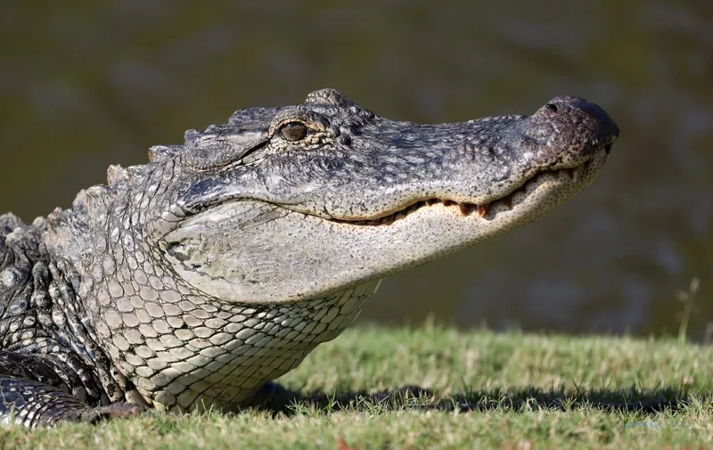 AVONDALE, LOUISIANA - APRIL 25: An alligator is seen near the seventh green during the first round of the Zurich Classic at TPC Louisiana on April 25, 2019 in Avondale, Louisiana.   Chris Graythen/Getty Images/AFP