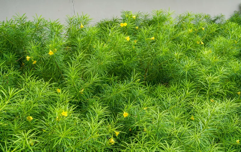 Lush yellow oleander green leaves in the park,Image: 732358689, License: Royalty-free, Restrictions: , Model Release: yes