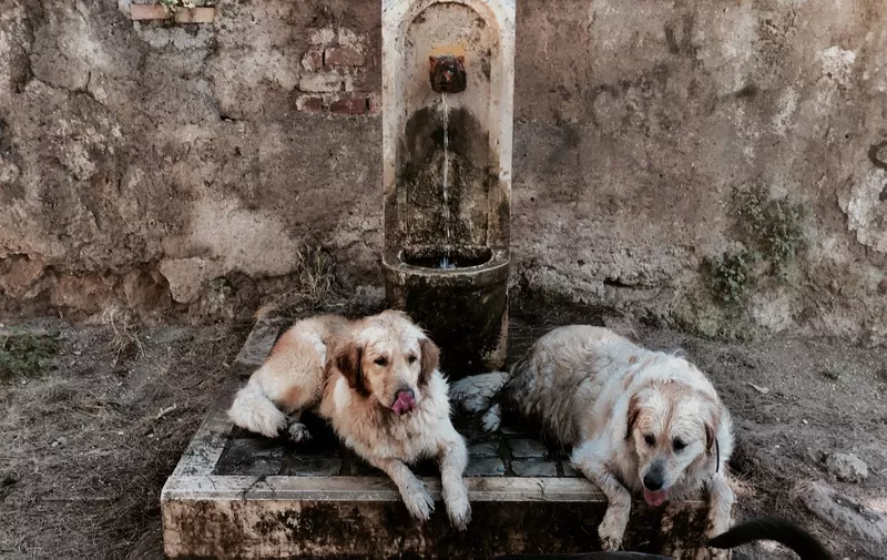 Dogs refresh by a public fountain during an unusually early summer heatwave on June 24, 2019 in Rome. Fans flew off store shelves and public fountains offered relief from the heat as temperatures soared in Europe on June 24, with officials urging vigilance ahead of even hotter conditions forecast later in the week. Meteorologists blamed a blast of torrid air from the Sahara for the unusually early summer heatwave, which could send thermometers up to 40 degrees Celsius (104 Fahrenheit) across large swathes of the continent.

Authorities have issued warnings against dehydration and heatstroke, in particular for children and the elderly, and hospitals have been placed on high alert. (Photo by Tiziana FABI / AFP)