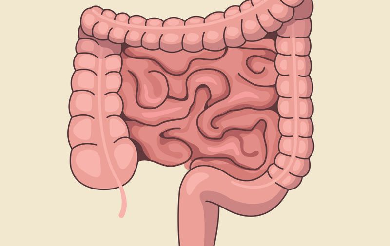 Vector intestines. Vector flat cartoon illustration