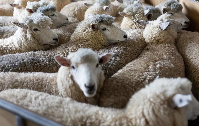 This picture taken on March 4, 2023 shows sheep waiting to be shorn during the Golden Shears International sheep shearing competition at The Wool Shed in Masterton. (Photo by Marty MELVILLE / AFP)