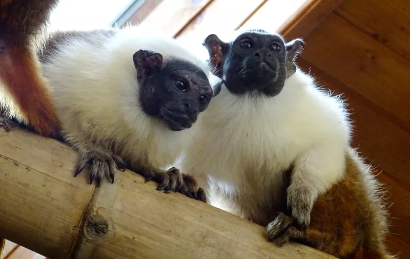 Dvobojni tamarini novi su stanovnici zagrebačkog Zoološkog vrta 