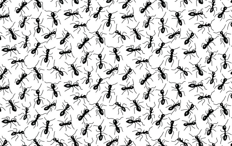 illustration background with a pattern of ants
