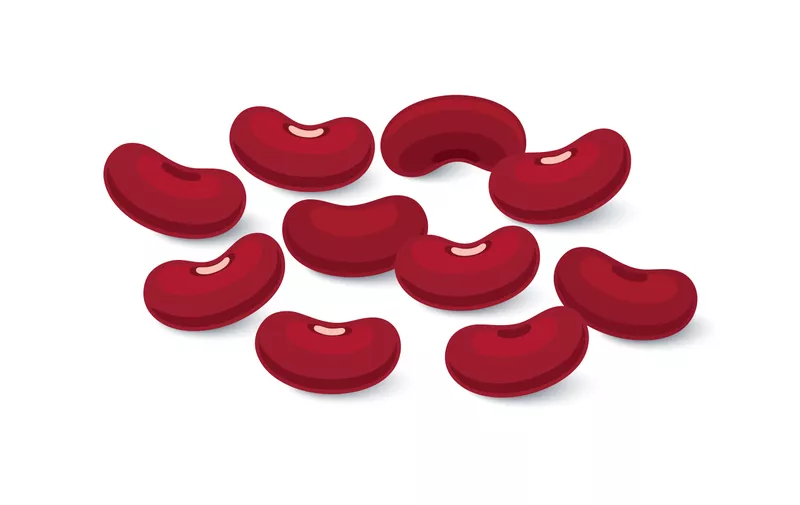 Kidney beans, Red beans Flat design