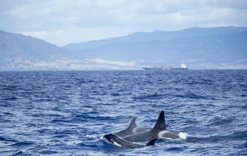Family of killer whales (Orcinus orca) at surface off Tarifa coast, Strait of Gibraltar, Costa de la Luz, Andalucia (Andalusia), Spain, Europe (Photo by Marco Simoni / Robert Harding Heritage / robertharding via AFP)