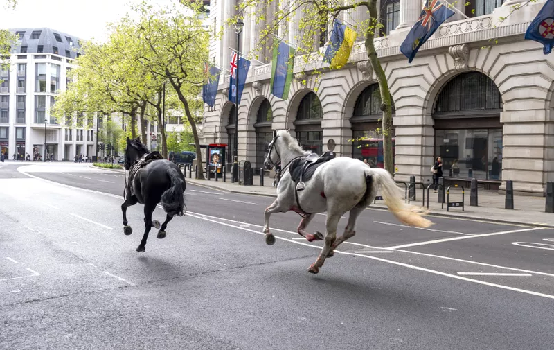 Two horses on the loose bolt through the streets of London near Aldwych. Picture date: Wednesday April 24, 2024.,Image: 867492747, License: Rights-managed, Restrictions: , Model Release: no