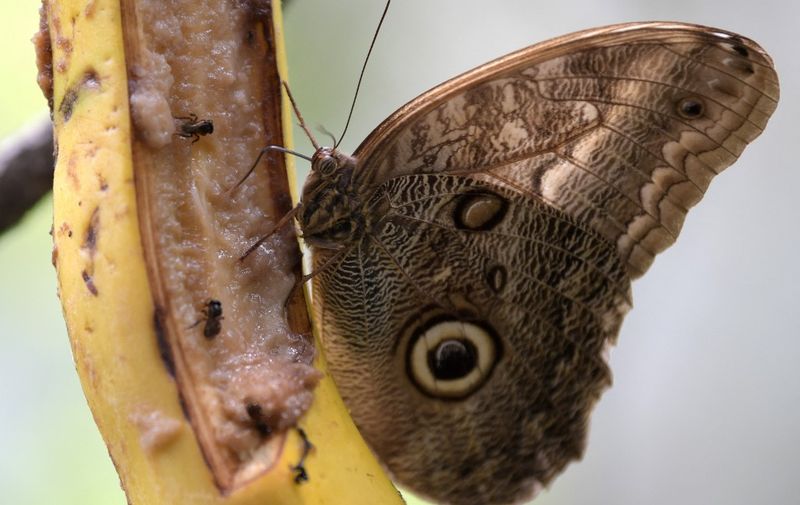 A butterfly is seen at the zoo, in Cali, Colombia on May 20, 2022. (Photo by Raul ARBOLEDA / AFP)