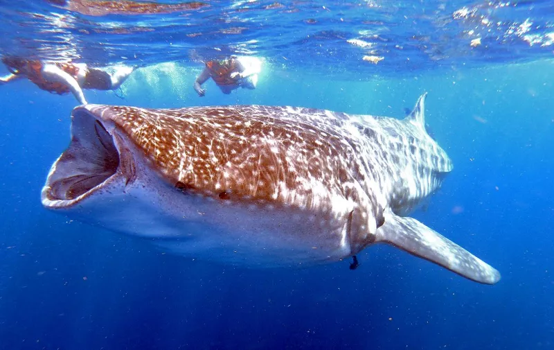People swim next to a Whale Shark (Rhincodon typus) on June 11, 2019 in Isla Holbox, Quintana Roo state, Mexico. - The huge fish, which is in danger of extinction, visits the Mexican Caribbean every year and is the hope for the island's inhabitants, who long for the return of tourists, chased away by the COVID-19 pandemic. (Photo by Edier Rosado Cherrez / AFP)