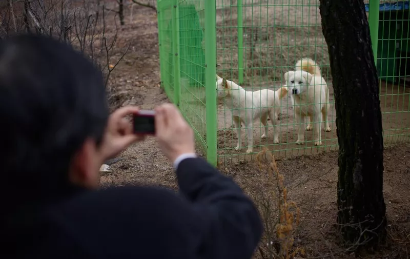 TO GO WITH SKorea-religion-Unification-museum,FEATURE by Giles Hewitt
This photo taken on February 13, 2016 shows North Korean Pungsan hunting dogs gifted by North Korean leader Kim Jong-Un to the late founder of the Unification Church Sun Myung Moon, at their global headquarters in Gapyeong, northeast of Seoul. The teachings of the Unification Church are based on the Bible but with new interpretations, and the church's late founder Sun Myung Moon saw his role as completing the unfulfilled mission of Jesus to restore humanity to a state of "sinless" purity. Revered by followers as a messiah but denounced by critics as a charlatan, Moon died of complications from pneumonia in 2012 at the age of 92, leaving behind a church noted for its mass weddings and diverse business interests.   AFP PHOTO / Ed Jones (Photo by ED JONES / AFP)