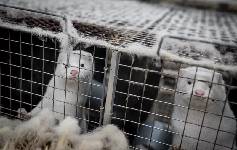 Mink look out from their cage at the farm of Henrik Nordgaard Hansen and Ann-Mona Kulsoe Larsen as they have to kill off their herd, which consists of 3000 mother mink and their cubs on their farm near Naestved, Denmark, on November 6, 2020. - Denmark announced special restrictions for more than 280,000 people in the country's northwest after a mutated version of the new coronavirus linked to mink farms was found in humans. (Photo by MADS CLAUS RASMUSSEN / Ritzau Scanpix / AFP) / Denmark OUT