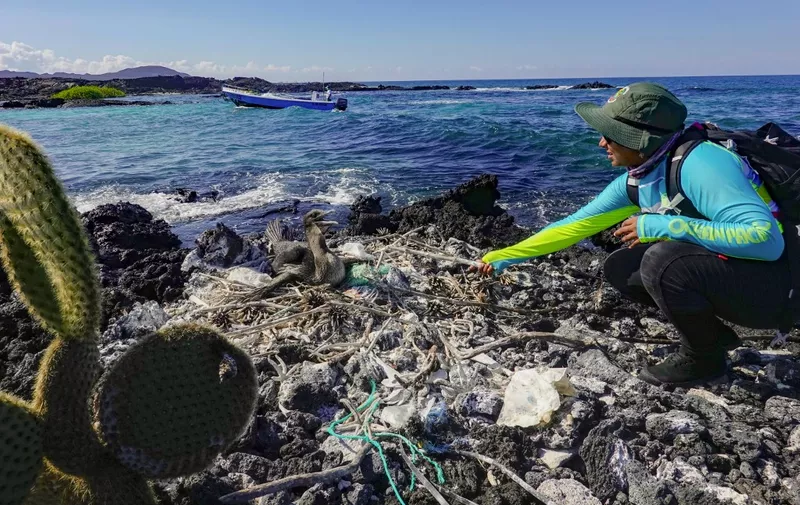 Biologist and Galapagos National Park ranger Jennifer Suarez collects garbage from a nest of a flightless cormorant (Nannopterum harrisi) on the shore of Isabela Island in the Galapagos Archipelago in the Pacific Ocean, 1000 km off the coast of Ecuador, on February 21, 2019. - Galapagos National Park rangers and a group of volunteers collect garbage in remote places and unpopulated areas on the Isabela Islands and San Cristobal coast. (Photo by Rodrigo BUENDIA / AFP)