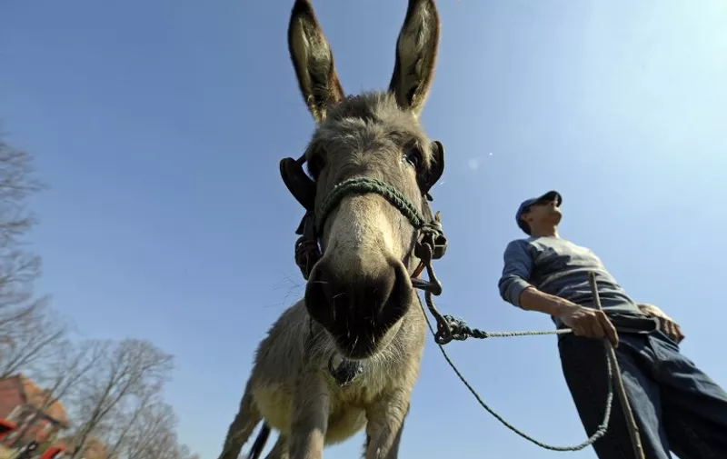 A man stands next to his donkey before a traditional donkey race in the village of Sakule, 40 kms (25 miles), north of the Serbian capital Belgrade on March 20, 2010.   AFP PHOTO / Andrej ISAKOVIC / AFP PHOTO / ANDREJ ISAKOVIC
