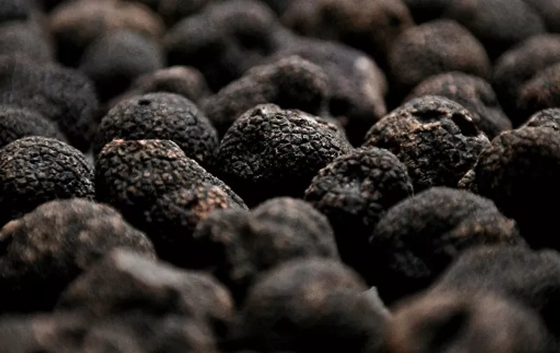 This picture taken on January 18, 2022 shows whole black truffles at the Maison Gaillard cannery which transforms and preserves truffles, in Caussade, south-western France. - Every week during the winter, the truffle market in Lalbenque brings together truffle lovers. (Photo by Valentine CHAPUIS / AFP)