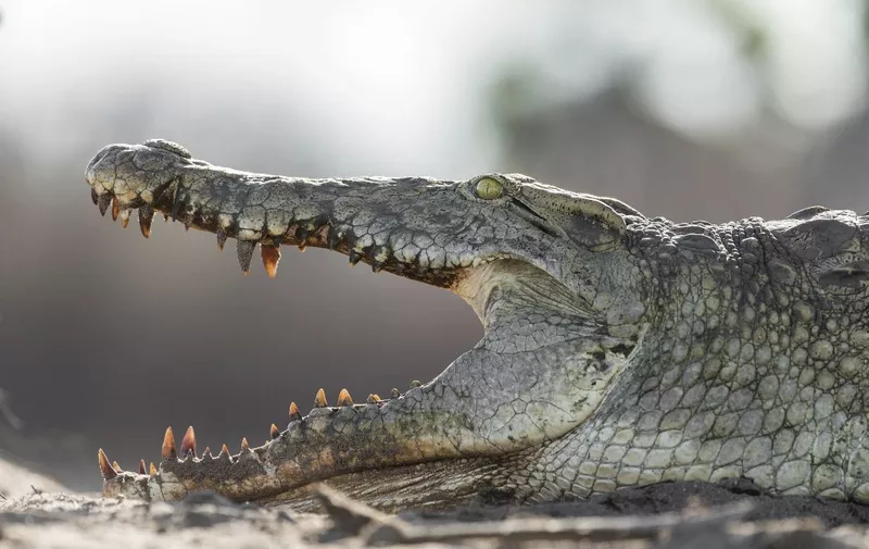 Tanzania, Lindi and Morogoro region, Selous reserve, crocodile (Crocodylus niloticus) in Lake Nzerakera (Photo by BERTHIER Emmanuel / hemis.fr / hemis.fr / Hemis via AFP)