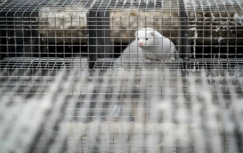A mink looks out from its cage at the farm of Henrik Nordgaard Hansen and Ann-Mona Kulsoe Larsen as they have to kill off their herd, which consists of 3000 mother mink and their cubs on their farm near Naestved, Denmark, on November 6, 2020. - Denmark announced special restrictions for more than 280,000 people in the country's northwest after a mutated version of the new coronavirus linked to mink farms was found in humans. (Photo by Mads Claus Rasmussen / Ritzau Scanpix / AFP) / Denmark OUT