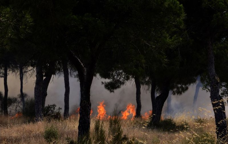A picture taken on July 25, 2017 shows flames in a forest of Donana National Park, near Mazagon.
More than 1,500 people were evacuated as a precaution on June 25, 2017 after a fire broke out at a nature reserve in southern Spain famed for its biodiversity.
The fire started overnight and had by morning encroached on the Donana National Park at Moguer in the southern region of Andalusia, Jose Fiscal, deputy head of the regional environment protection authority, told Spanish television.
 / AFP PHOTO / CRISTINA QUICLER