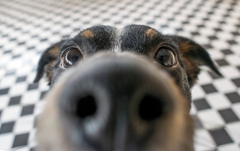 Funny dog closeup