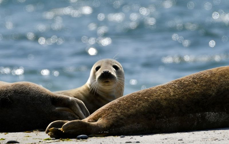 Seals enjoy the sunny weather on the beach at "Helgoland" island in nothern Germany, on July 29, 2018. (Photo by Patrik STOLLARZ / AFP)