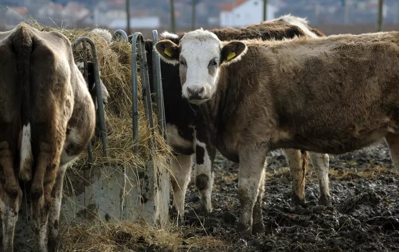 03.02.2015., Drnis - Farma krava u okolici Drnisa. 
Photo: Hrvoje Jelavic/PIXSELL