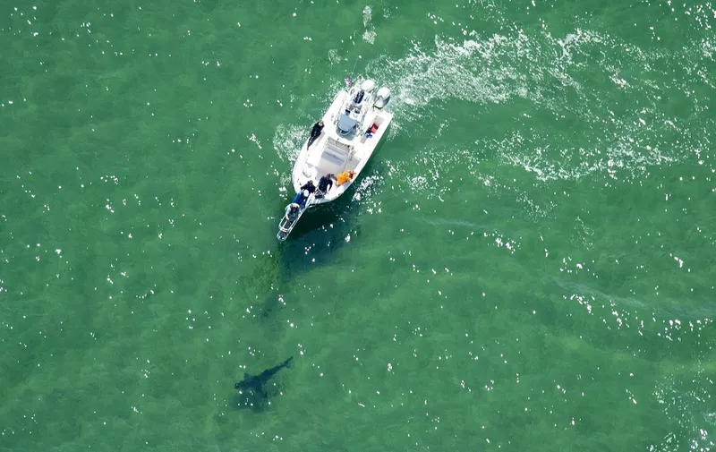 An Atlantic White Shark Conservancy boat and crew work to tag a great white shark in the waters off the shore in Cape Cod, Massachusetts on July 13, 2019. - On July 13 and 14 five great whites were spotted off Cape Cod, forcing three beaches to be briefly evacuated, the Atlantic White Shark Conservation Society reported. (Photo by JOSEPH PREZIOSO / AFP) / TO GO WITH AFP STORY "Wary swimmers share waves with deadly sharks off Cape Cod"