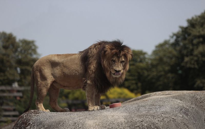 A lion licks frozen blood, as zookeepers monitor the animals during heatwave conditions sweeping across France, in the Vincennes Zoo, on the outskirts of Paris, on June 18, 2022. Spain, France and other western European nations braced for a sweltering June weekend that is set to break records, with forest fires and warnings over the effects of climate change. The weather on June 18, 2022 will represent a peak of a June heatwave that is in line with scientists' predictions that such phenomena will now strike earlier in the year thanks to global warming. (Photo by Geoffroy VAN DER HASSELT / AFP)