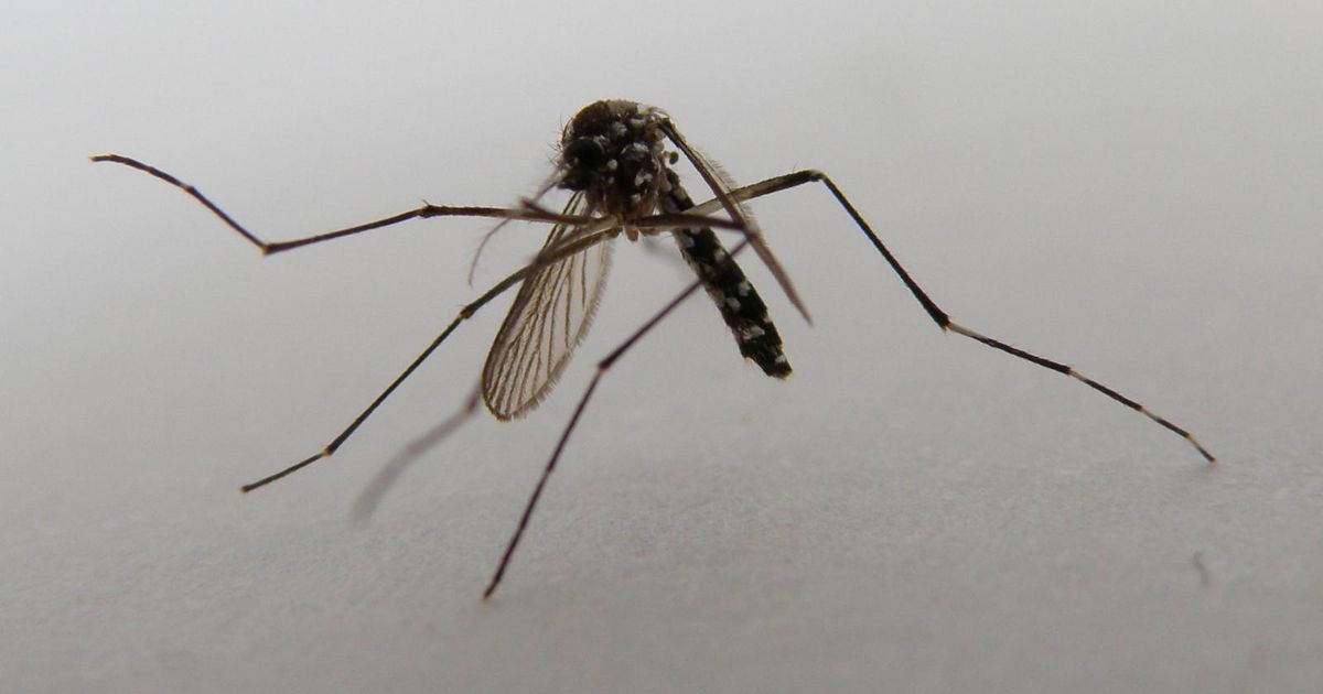 U Trstu se pojavila opaka tropska bolest. Chikungunya groznicu prenosi