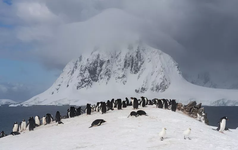 Gentoo penguins (Pygoscelis papua), Petermann Island, Antarctica, Polar Regions (Photo by Sergio Pitamitz / Robert Harding RF / robertharding via AFP)