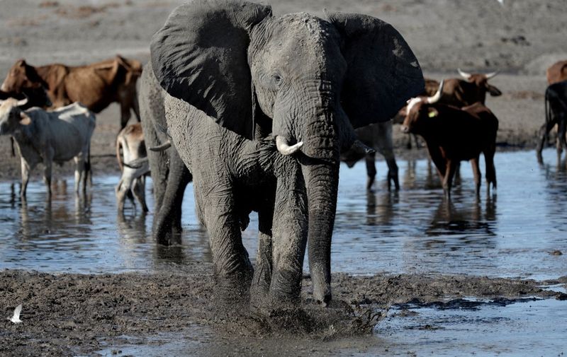 (FILES) An elephant stands in one of the dry channel of the wildlife reach Okavango Delta near the Nxaraga village in the outskirt of Maun, on September 28,  2019. The Botswanan President on April 2, 2024 menaced Berlin with the resettlement of 20,000 elephants in Germany in a dispute over the import of hunting trophies. (Photo by MONIRUL BHUIYAN / AFP)